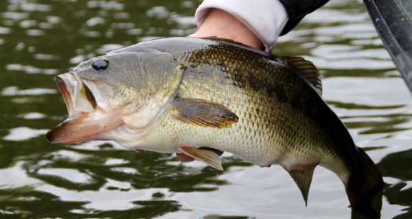 bass fishing photo
